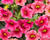 Minipetúnie, Million Bells 'Calita Compact Strawberry Eye'