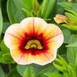 Minipetúnie, Million Bells 'Calita Peach Red Center' - Calibrachoa hybrida 'Calita Peach Red Center'