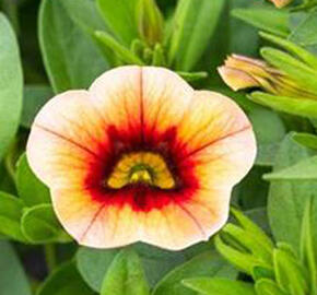 Minipetúnie, Million Bells 'Calita Peach Red Center' - Calibrachoa hybrida 'Calita Peach Red Center'