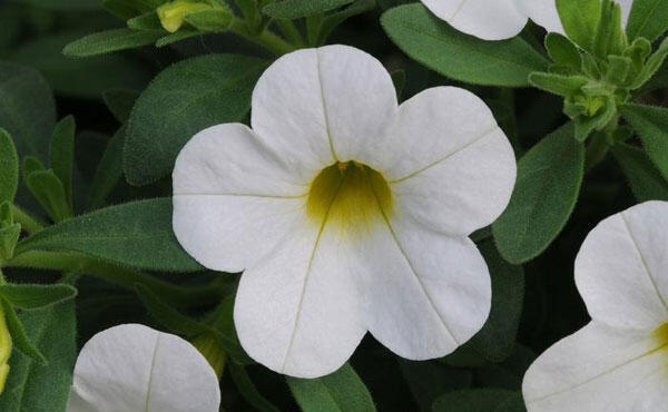 Minipetúnie, Million Bells 'Calita Compact White' - Calibrachoa hybrida 'Calita Compact White'