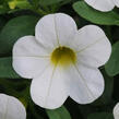 Minipetúnie, Million Bells 'Calita Compact White' - Calibrachoa hybrida 'Calita Compact White'