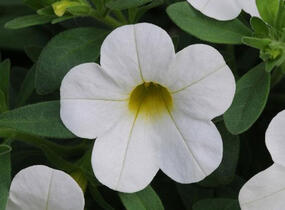 Minipetúnie, Million Bells 'Calita Compact White' - Calibrachoa hybrida 'Calita Compact White'