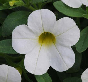 Minipetúnie, Million Bells 'Calita Compact White' - Calibrachoa hybrida 'Calita Compact White'