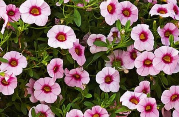 Minipetúnie, Million Bells 'Calita Pink Morn' - Calibrachoa hybrida 'Calita Pink Morn'