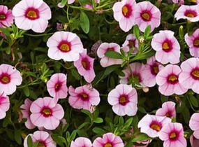 Minipetúnie, Million Bells 'Calita Pink Morn' - Calibrachoa hybrida 'Calita Pink Morn'