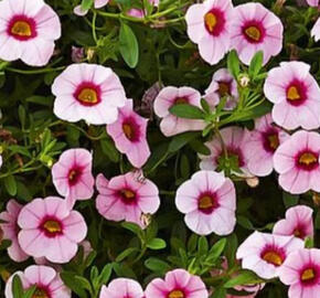 Minipetúnie, Million Bells 'Calita Pink Morn' - Calibrachoa hybrida 'Calita Pink Morn'