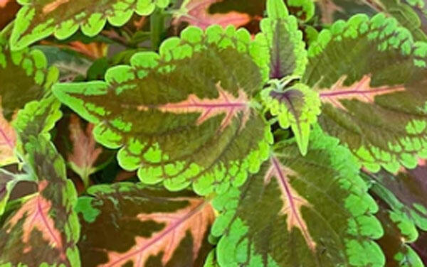 Pochvatec, Pokojová kopřiva 'Main Street Magnificent Mile' - Coleus 'Main Street Magnificent Mile'
