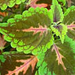 Pochvatec, Pokojová kopřiva 'Main Street Magnificent Mile' - Coleus 'Main Street Magnificent Mile'