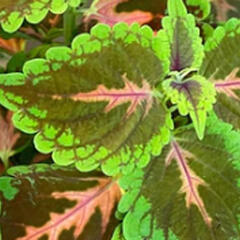 Pochvatec, Pokojová kopřiva 'Main Street Magnificent Mile' - Coleus 'Main Street Magnificent Mile'