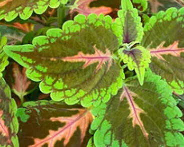 Pochvatec, Pokojová kopřiva 'Main Street Magnificent Mile'