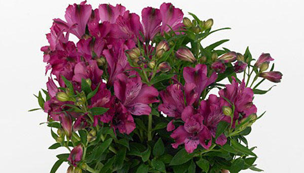 Alstromérie, boubelka 'Inticancha Machu' - Alstroemeria hybrida 'Inticancha Machu'