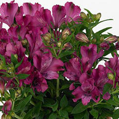 Alstromérie, boubelka 'Inticancha Machu' - Alstroemeria hybrida 'Inticancha Machu'