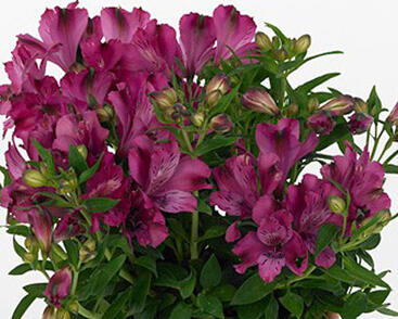 Alstromérie, boubelka 'Inticancha Machu'