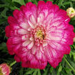 Kopretina pařížská 'Aramis Double Strawberry Cream' - Argyranthemum frutescens 'Aramis Double Strawberry Cream'