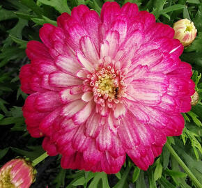 Kopretina pařížská 'Aramis Double Strawberry Cream' - Argyranthemum frutescens 'Aramis Double Strawberry Cream'