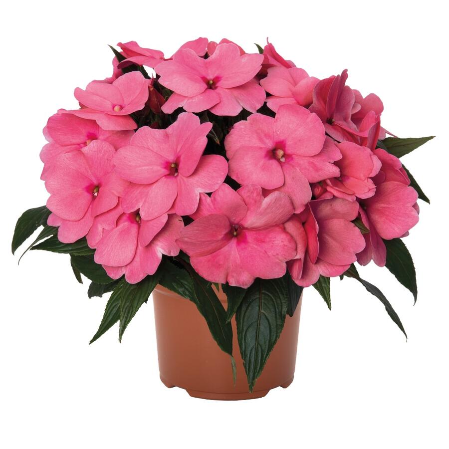 Netýkavka 'Magnum Clear Pink' - Impatiens Neu Guinea 'Magnum Clear Pink'