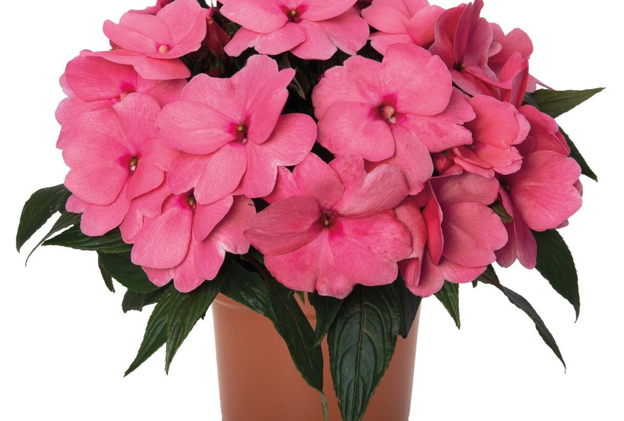 Netýkavka, balzamína 'Magnum Clear Pink' - Impatiens Neu Guinea 'Magnum Clear Pink'