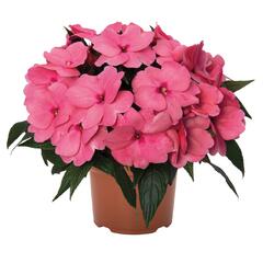 Netýkavka 'Magnum Clear Pink' - Impatiens Neu-Guinea 'Magnum Clear Pink'