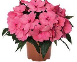 Netýkavka, balzamína 'Magnum Clear Pink'