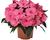 Netýkavka, balzamína 'Magnum Clear Pink'