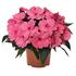 netykavka-magnum-clear-pink.jpg