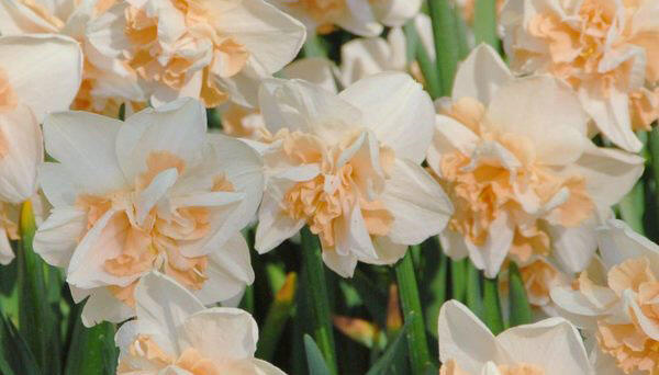 Narcis 'Delnashaugh' - Narcissus 'Delnashaugh'