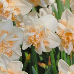 Narcis 'Delnashaugh' - Narcissus 'Delnashaugh'