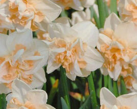 Narcis 'Delnashaugh'