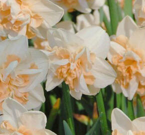 Narcis 'Delnashaugh' - Narcissus 'Delnashaugh'