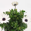 Dvoutvárka 'Margarita White 22' - Osteospermum ecklonis 'Margarita White 22'