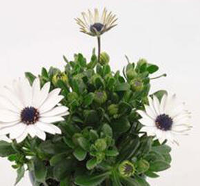 Dvoutvárka 'Margarita White 22' - Osteospermum ecklonis 'Margarita White 22'