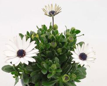 Dvoutvárka 'Margarita White'