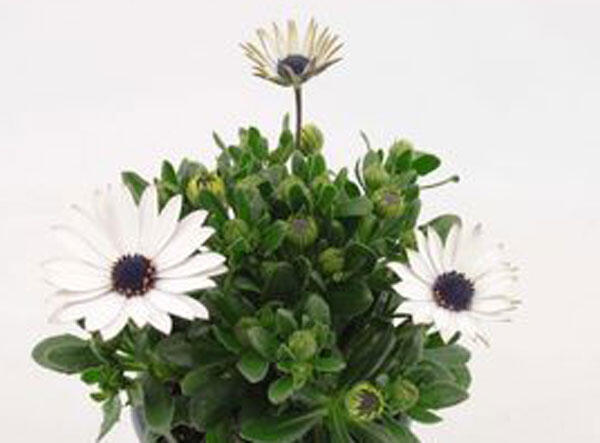 Dvoutvárka 'Margarita White' - Osteospermum ecklonis 'Margarita White'