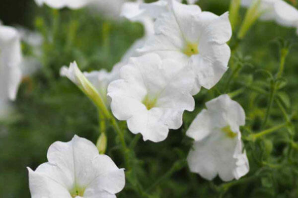 Petúnie velkokvětá 'Musica F1 White' - Petunia grandiflora 'Musica F1 White'