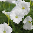 Petúnie velkokvětá 'Musica F1 White' - Petunia grandiflora 'Musica F1 White'