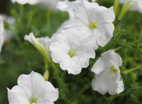 Petúnie velkokvětá 'Musica F1 White' - Petunia grandiflora 'Musica F1 White'