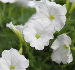 Petúnie velkokvětá 'Musica F1 White' - Petunia grandiflora 'Musica F1 White'