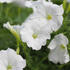 petunie-velkokveta-musica-f1-white.jpg
