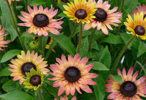 Třapatka 'Summerdaisy's Pink Lemon' - Rudbeckia hybrida 'Summerdaisy's Pink Lemon'