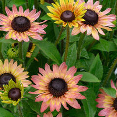 Třapatka 'Summerdaisy's Pink Lemon' - Rudbeckia hybrida 'Summerdaisy's Pink Lemon'