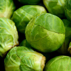 Kapusta růžičková 'Dolores F1' - Brassica oleracea var.gemifera 'Dolores F1'