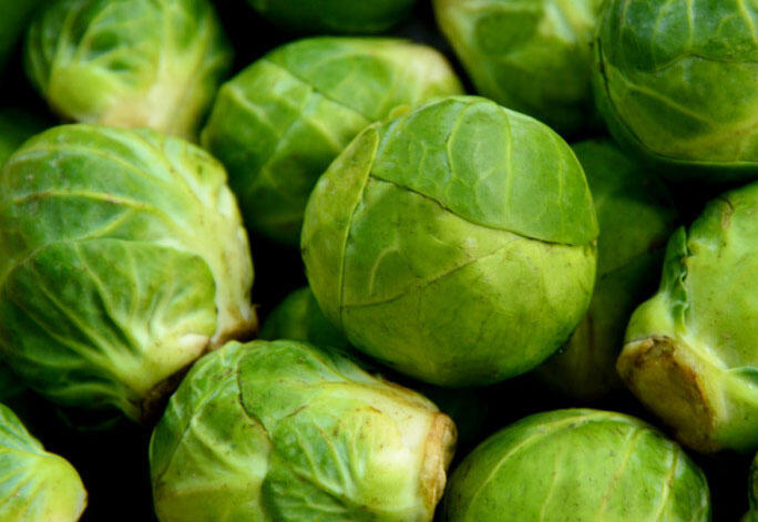 Kapusta růžičková 'Dolores F1' - Brassica oleracea var.gemifera 'Dolores F1'