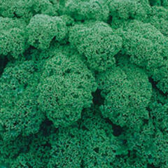 Kadeřávek 'Kapitan F1' - Brassica oleracea var.sabelica 'Kapitan F1'