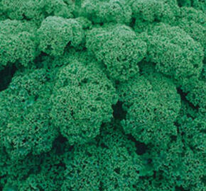 Kadeřávek 'Kapitan F1' - Brassica oleracea var.sabelica 'Kapitan F1'