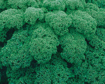 Kadeřávek 'Kapitan F1'