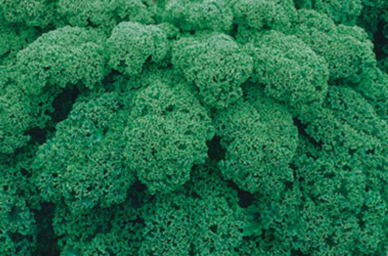 Kadeřávek 'Kapitan F1' - Brassica oleracea var.sabelica 'Kapitan F1'