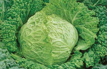 Kapusta hlávková raná 'Entira F1' - Brassica oleracea v.sabauda 'Entira F1'