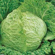 Kapusta hlávková raná 'Entira F1' - Brassica oleracea var.sabauda 'Entira F1'
