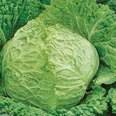 Kapusta hlávková raná 'Entira F1' - Brassica oleracea var.sabauda 'Entira F1'