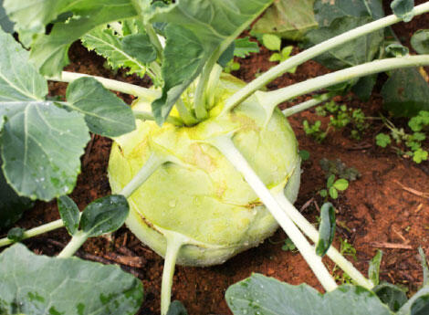 Kedluben bílý 'Gigant' - Brassica oleracea var.gongylodes 'Gigant'